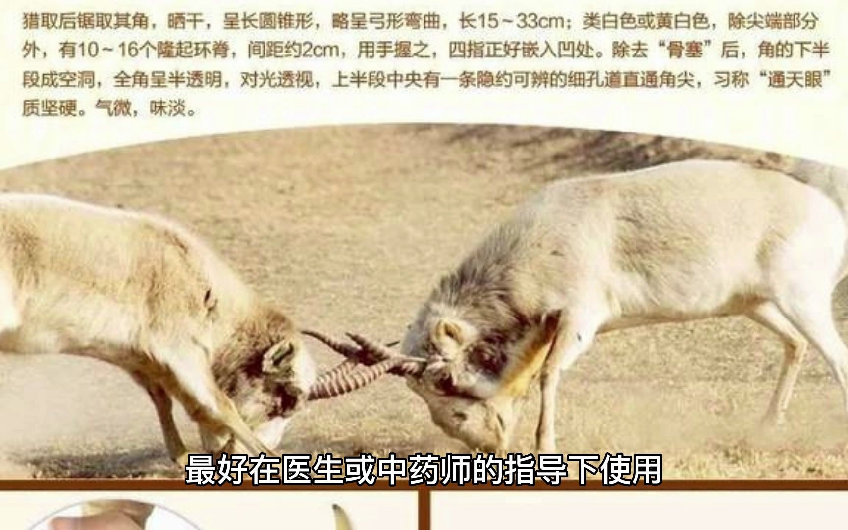 青天葵和羚羊角的功效(青天葵和羚羊角：天然的健康宝藏)