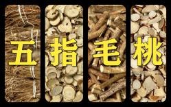 五指风的功效和作用(五指风的功效与作用，全面了解五指风的好处) ...