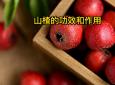 山楂玉米须功效与作用(山楂玉米须茶：排毒养颜，降脂减肥)