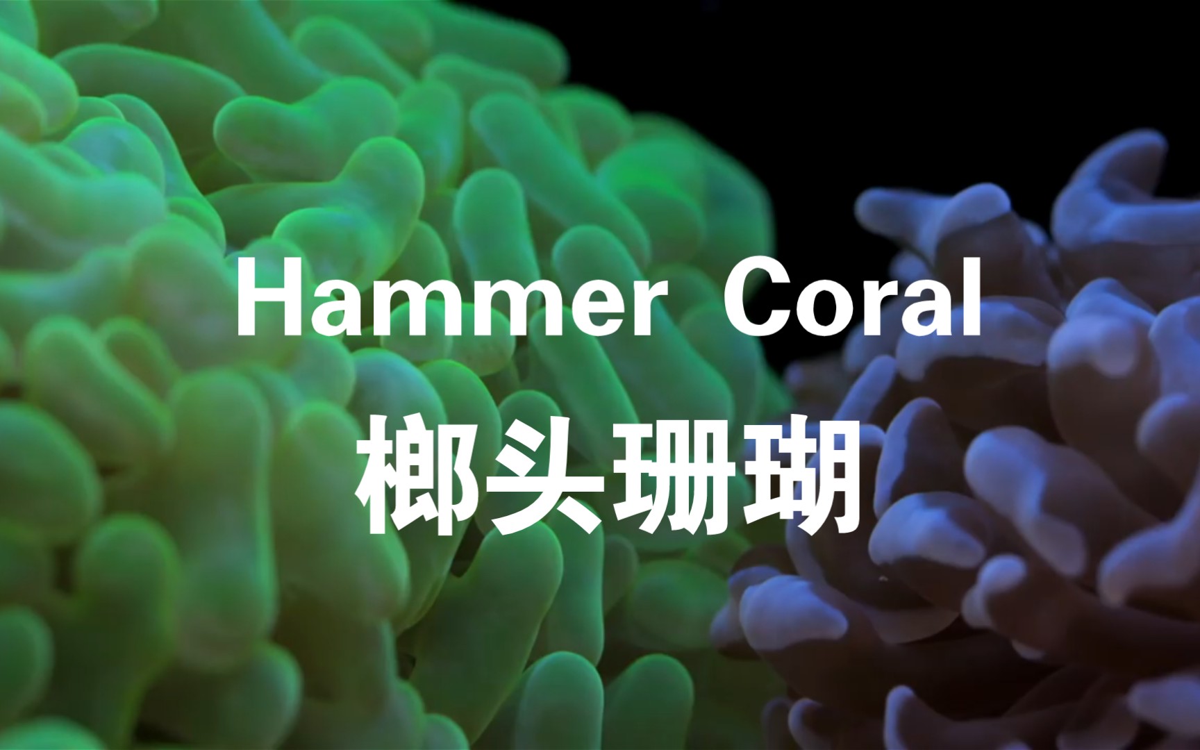 桃叶珊瑚的功效与作用(桃叶珊瑚：美容养颜神器)