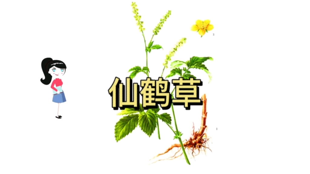 九节草的功效与作用(九节草的功效与作用，健康好帮手)