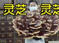 野生赤灵芝的功效与作用(野生赤灵芝：强化免疫力，抗肿瘤，抗衰老) ...
