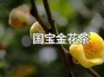 金茶花的功效与作用(金茶花的功效与作用，让你更健康)
