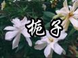 中药栀子花的功效(栀子花功效大揭秘，美容养颜祛痘必备)