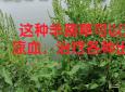 羊蹄草的功效与作用(羊蹄草功效大揭秘，神奇作用让你惊叹)