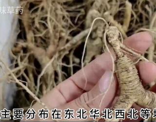 干人参的功效与作用(干人参的功效与作用，提高免疫力、延缓衰老) ...