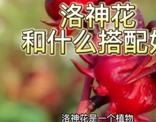 雪里花的功效与作用(雪里花功效大揭秘，美白祛斑抗氧化效果惊人) ...