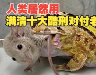 老鼠肉的功效与作用(老鼠肉的营养价值及保健功效)