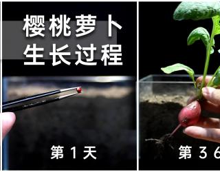 樱桃萝卜的功效与作用(樱桃萝卜的功效与作用，让你健康又美丽) ...