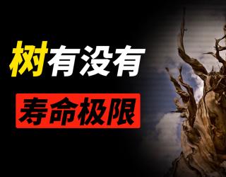 苦练树的功效与作用(苦练树：提高记忆力、增强免疫力的神奇植物) ...