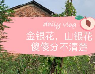 川银花的功效与作用(川银花功效大揭秘，祛风散热、清热解毒) ...