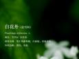 白花丹